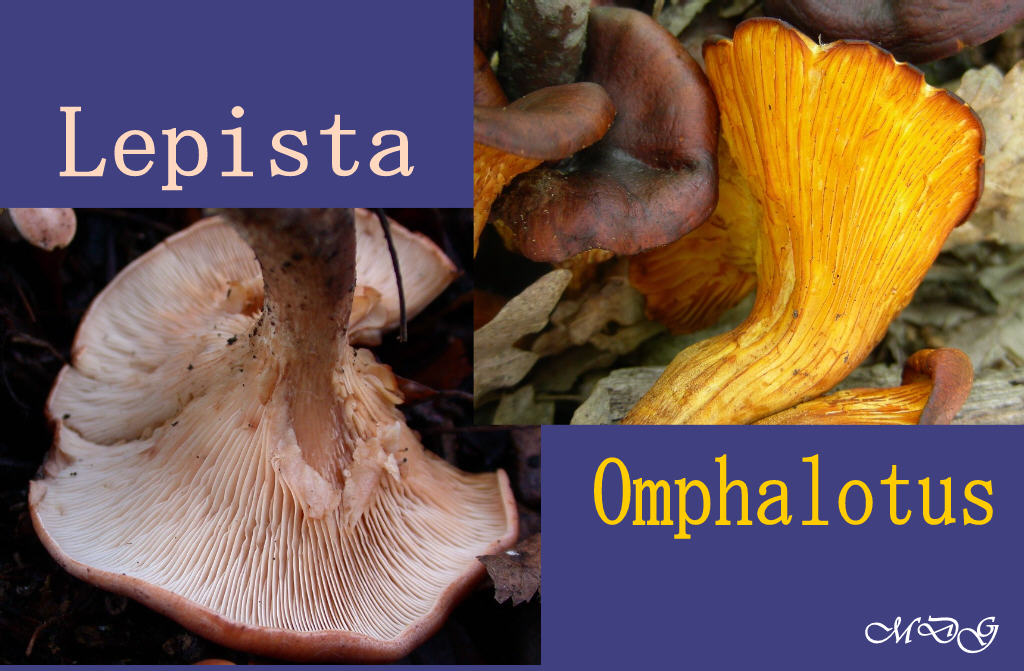 Lepista fotog.il 4.02.2011. sotto latifoglia